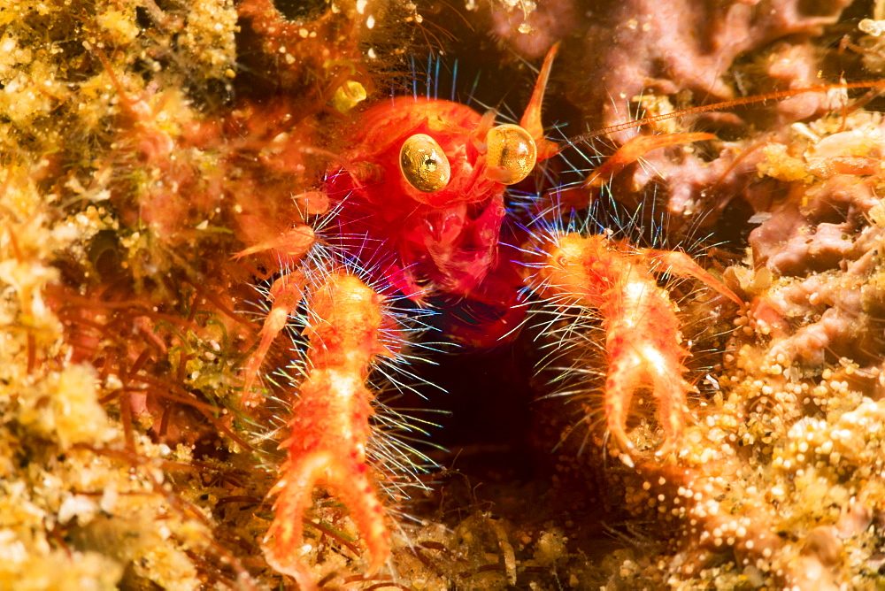 Bug-eye Squat Lobster (Neomunida olivarae), also known as a colored squat lobster or the google-eyed fairy crab, Dumaguete, Philippines