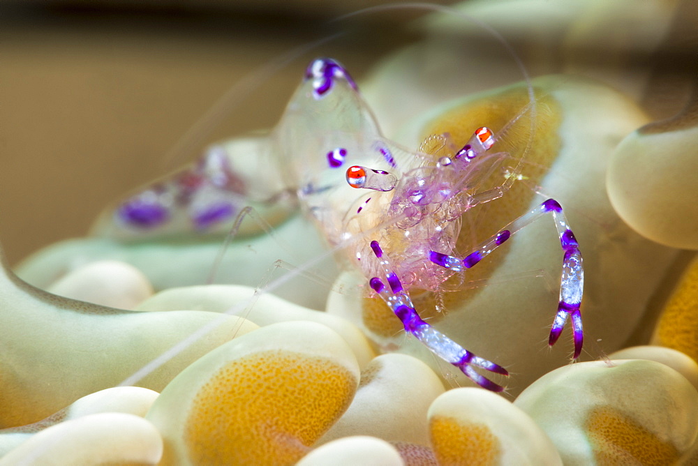 Anemone shrimp, Ancylomenes sarasvati, previously known as Periclemenes sarasvati, Dumaguete, Philippines