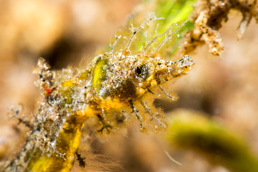 An extreme close-up of a Shortpouch Pygmy Pipehorse (Acentronura tentaculata), which is also know as a Hairy Pygmy Pipehorse, Dumaguete, Philippines