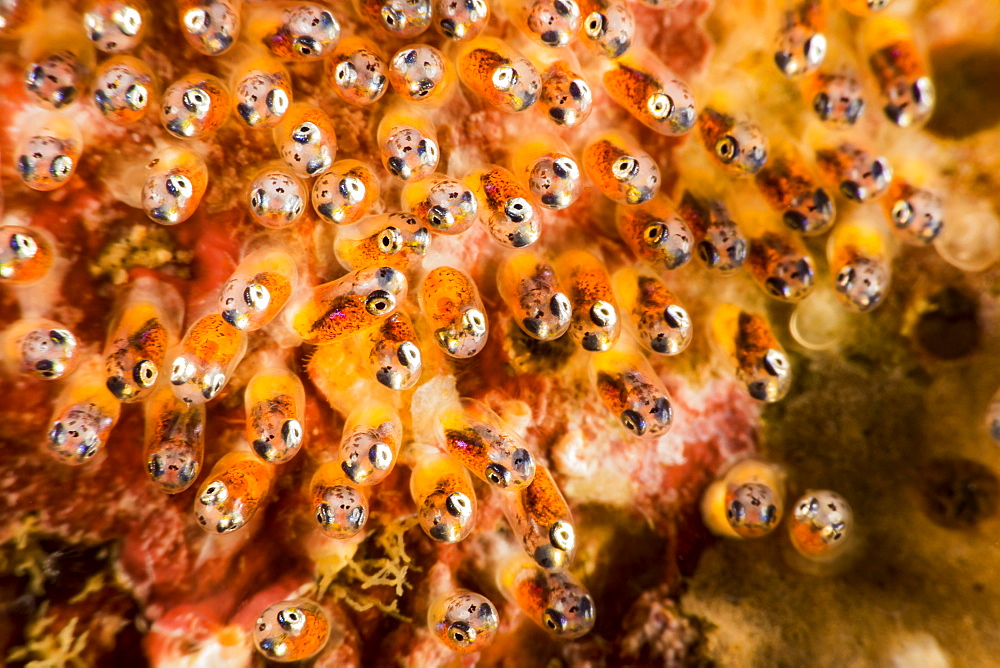 A close look at the eggs of a common anemonefish (Amphiprion perideraion) that is most often found associated with the anemone, Heteractis magnifica, Philippines.