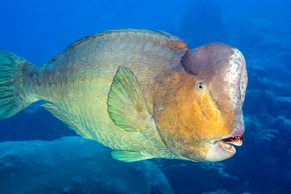 Bumphead parrotfish (Bolbometopon muricatum) are the largest species in this family and can reach 5 feet in length and over 160 pounds, Yap, Micronesia