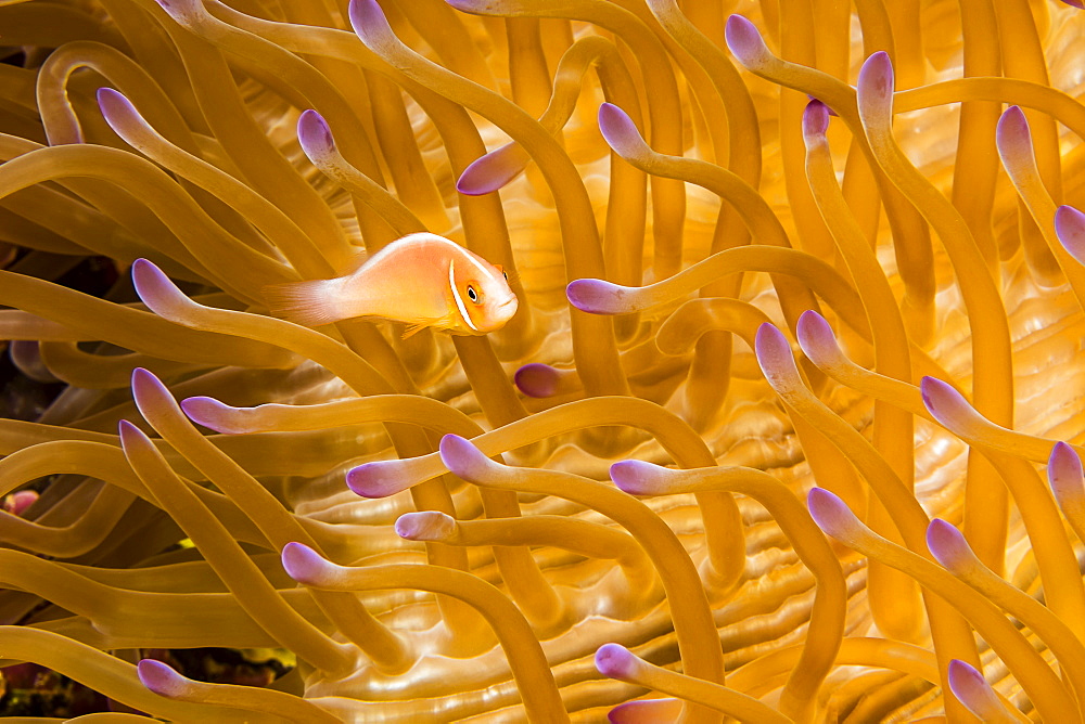 This common anemonefish (Amphiprion perideraion), is most often found associated with the anemone, Heteractis magnifica, as pictured here, Yap, Micronesia