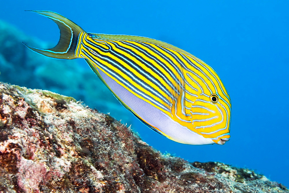 The Striped Surgeonfish (Acanthurus lineatus), are often found near the top of the reef in the surge zone, Yap, Micronesia