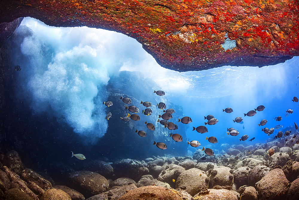 Pacific ocean surge brings down oxygenated sea water to a school of Whitebar Surgeonfish (Acanthurus leucopareius), Hawaii, United States of America