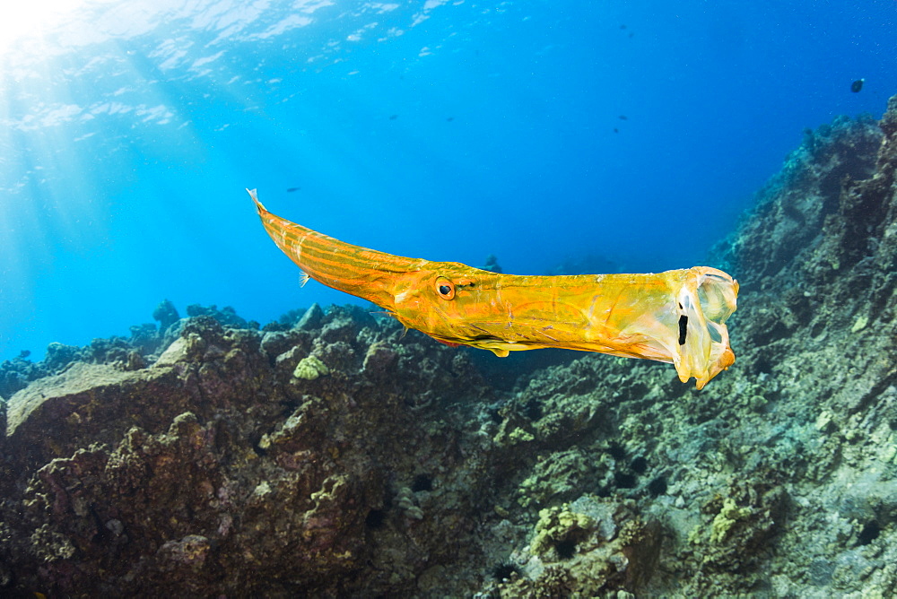 A yawning trumpetfish (Aulostomus chinensis), Hawaii, United States of America