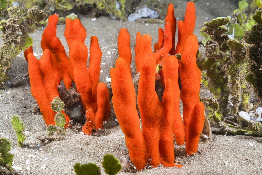 This red encrusting sponge (Clathria sp.) is the most common of this family found in Hawaii. Here it has covered the calcium carbonate-producing seaweed, Halimeda kanaloana, Hawaii, United States of America