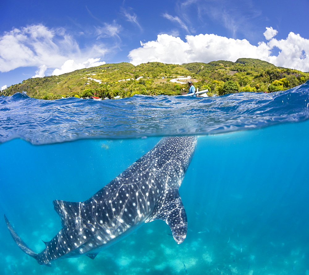 A commercial whale shark encounter with a feeder above on a canoe and a Whale Shark (Rhiniodon typus) below. This is the world's largest species of fish, Oslob, Philippines