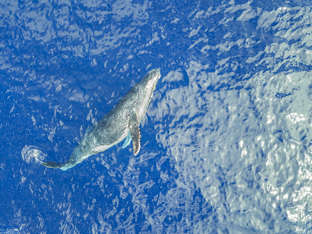 An aerial view of a Humpback Whale (Megaptera novaeangliae) just below the surface, Lanai City, Lanai, Hawaii, United States of America