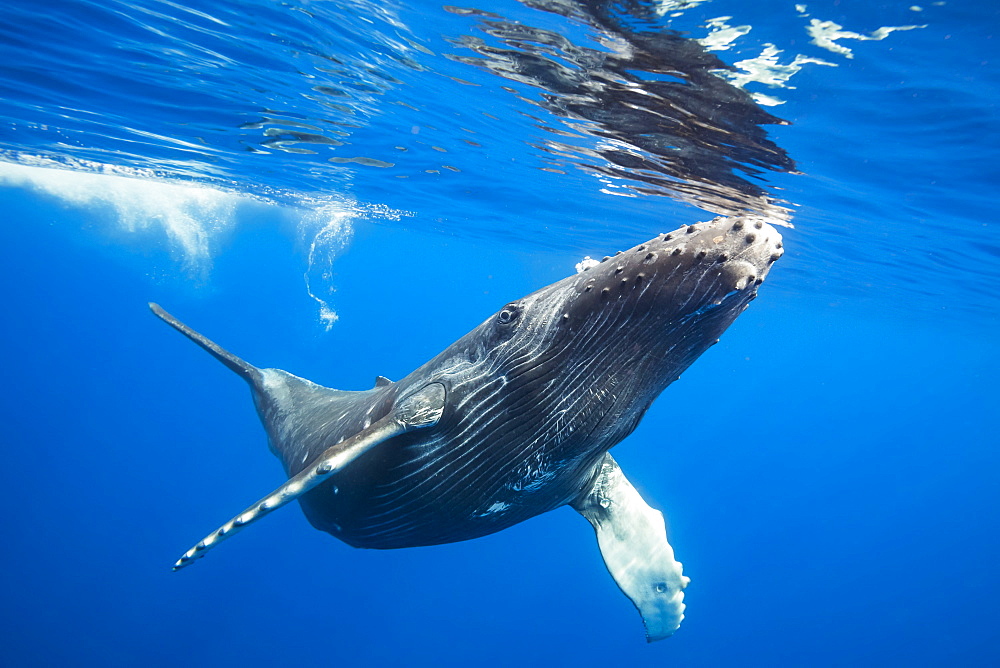 Humpback Whale (Megaptera novaeangliae) just about to break the surface to take a breath, Hawaii, United States of America