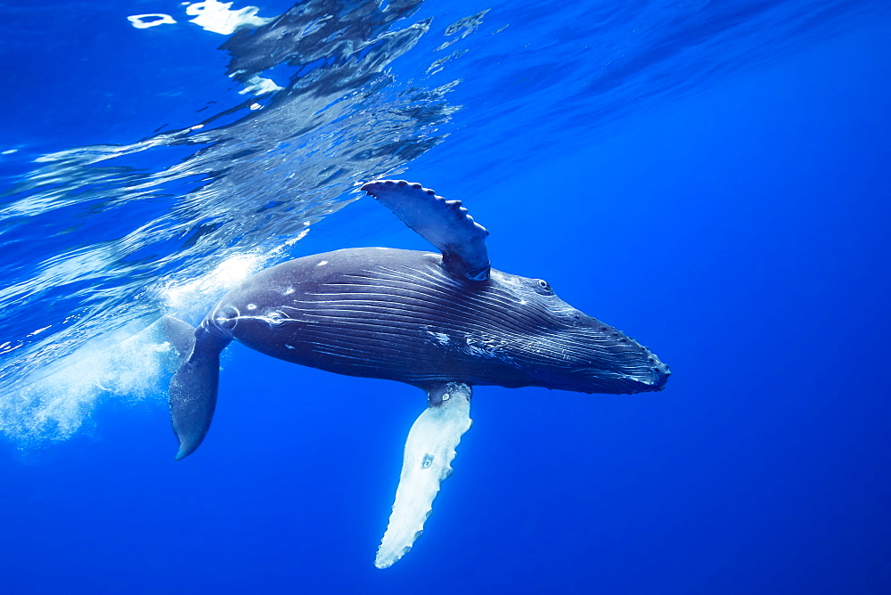 Humpback Whale (Megaptera novaeangliae) rolls over just below the surface, Hawaii, United States of America