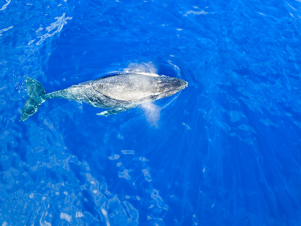 An aerial view of a Humpback Whale (Megaptera novaeangliae) at the surface of the water, Lanai City, Lanai, Hawaii, United States of America