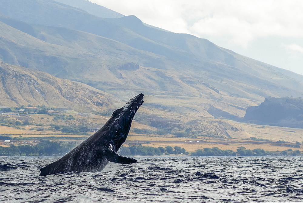 Humpback whale inflated head lunge, Lahaina, Maui, Hawaii, United States of America