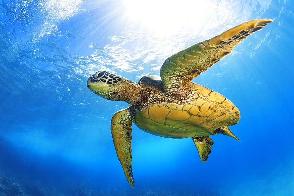 Hawaiian Green Sea Turtle (Chelonia mydas), Maui, Hawaii, United States of America