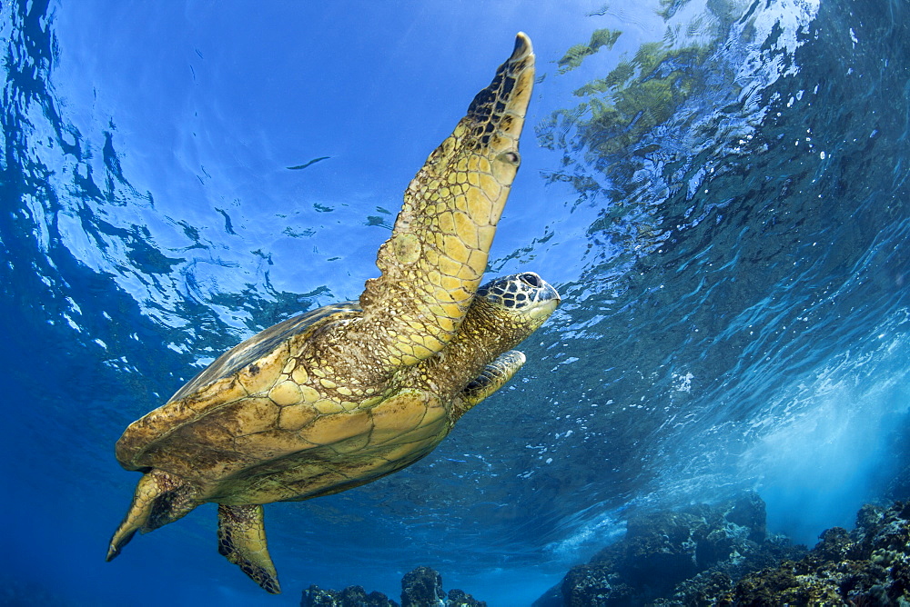 Hawaiian Green Sea Turtle (Chelonia mydas), Maui, Hawaii, United States of America