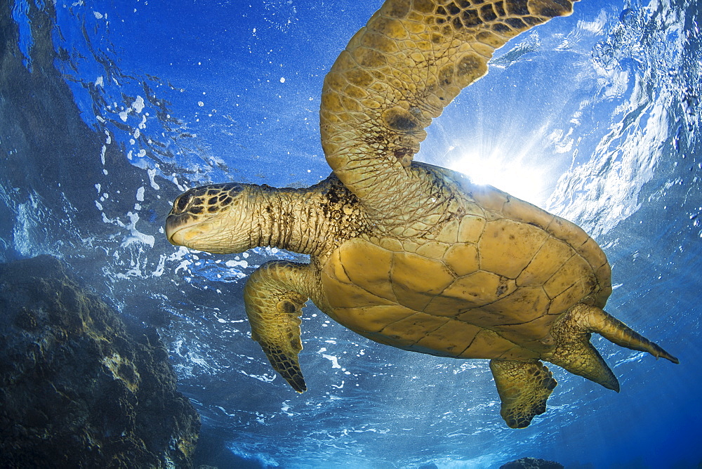 Hawaiian Green Sea Turtle (Chelonia mydas), Maui, Hawaii, United States of America