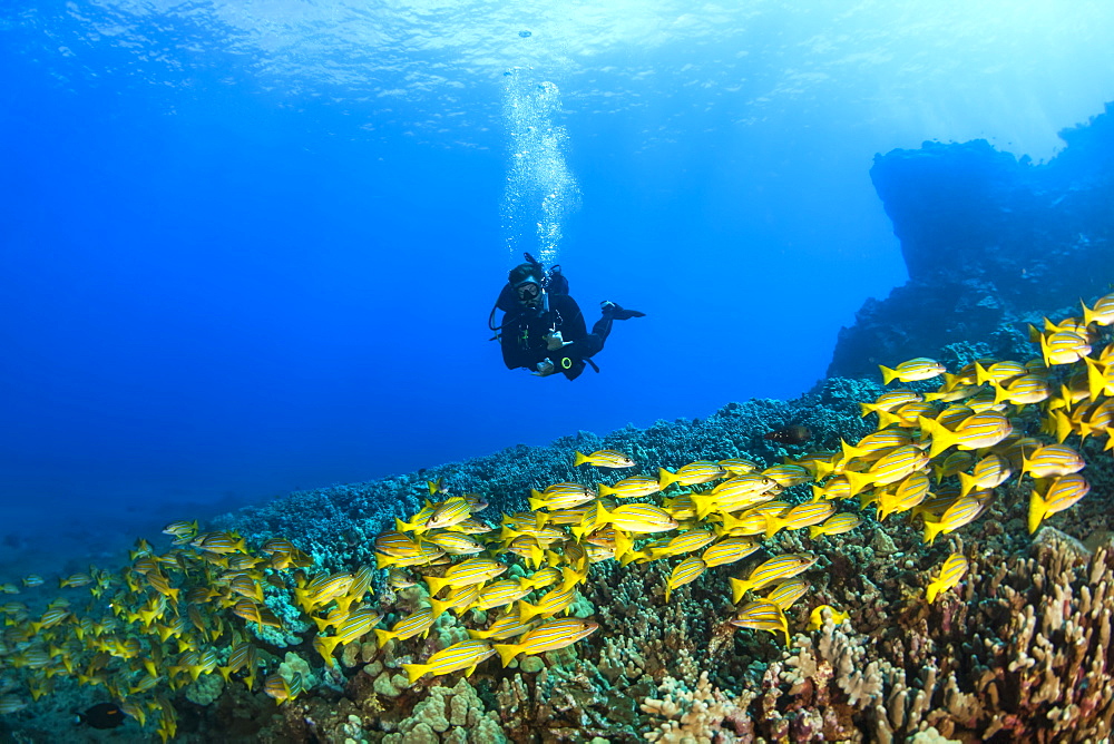 Scuba diver with a large school of Bluestripe Snappers (Lutjanus kasmira) swimming over healthy reef, Lanai City, Lanai, Hawaii, United States of America