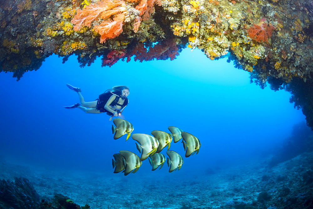 Diver and a school of Dusky batfish (Platax pinnatus) at the entrance to a cavern with alcyonarian coral off the island of Gato, Bohol Sea, Philippines