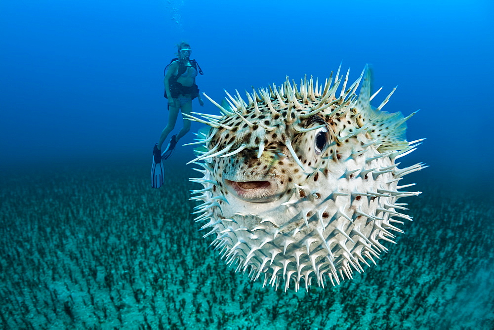 Diver and a Spotted porcupinefish (Diodon hystrix), Hawaii, United States of America