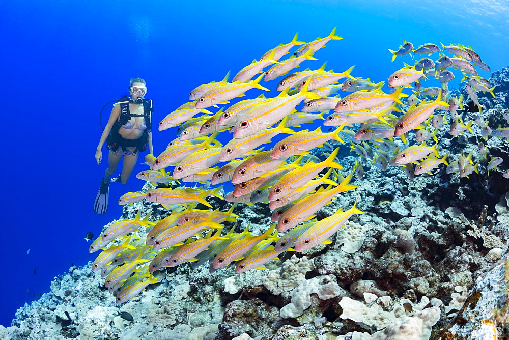 Diver and schooling Yellowfin goatfish (Mulloidichthys vanicolensis), Yap, Micronesia