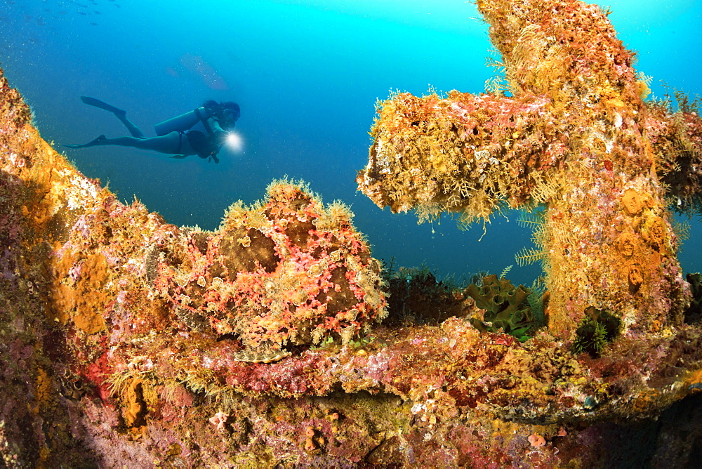 Diver and a well camouflaged Commerson's frogfish (Antennarius commersoni) perched at the bow of the wreck of the Alma Jane off Sabang Beach, Puerto Galera, Mindoro, Philippines.