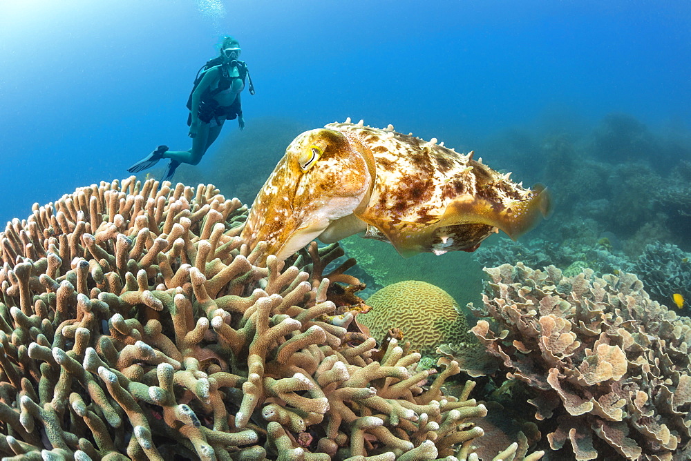 Diver viewing a female Broadclub cuttlefish (Sepia latimanus) pushing an egg into the finger coral where it will hatch in four to six weeks, Philippines