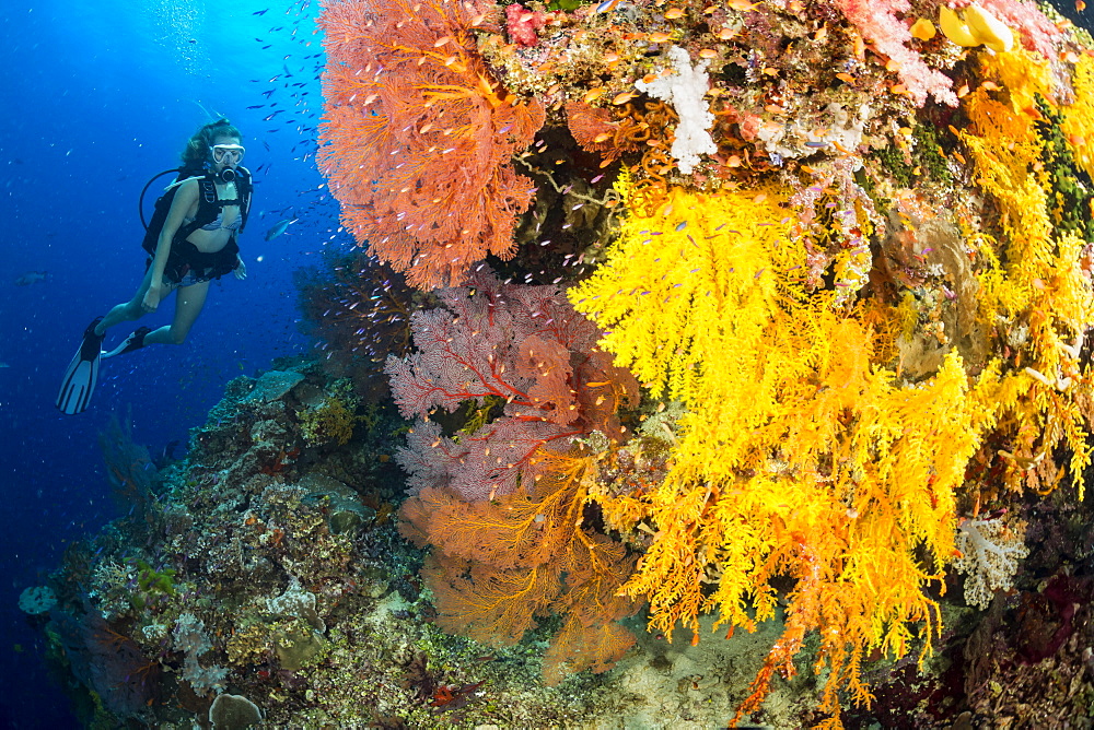 Diver along a drop off covered with gorgonian and alcyonarian coral, Fiji