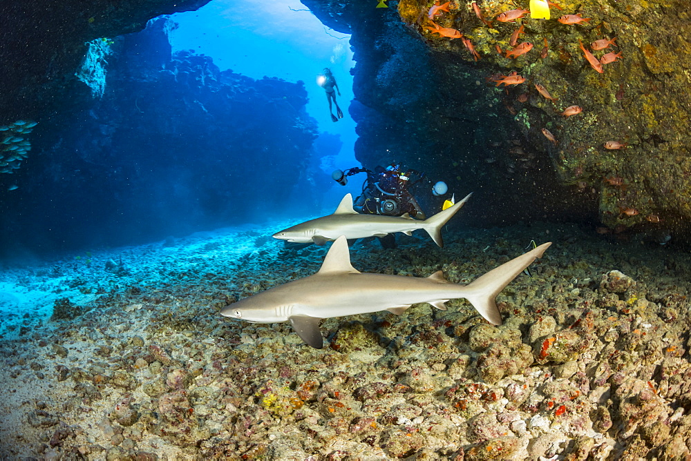 This dive site off the Kona coast is known as A Touch of Gray and is home of several juvinile Grey reef sharks (Carcharhinus amblyrhynchos), Hawaii, United States of America