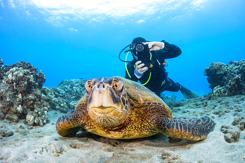 A photographer lines up with his smart phone in a housing on this Green sea turtle (Chelonia mydas) off the coast of Maui, Hawaii, United States of America