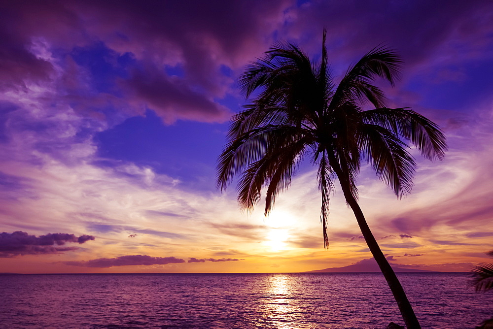 Palm tree at sunset, Kihei, Maui, Hawaii, United States of America