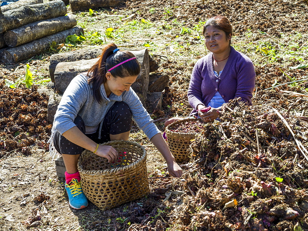 Two Indian women sit on the ground filling baskets as they work together and talk, Sikkim, India