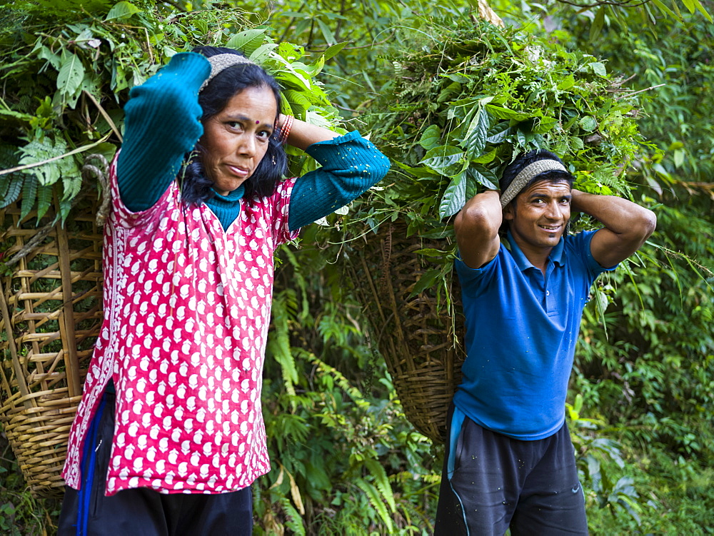 An Indian man and woman pause to pose for the camera as they carry large baskets of leaves on their backs, Radhu Khandu Village, Sikkim, India