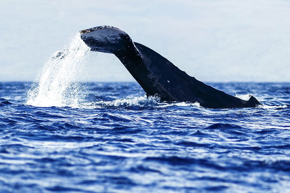 Humpback whale (Megaptera novaeangliae) tail slapping, Lahaina, Maui, Hawaii, United States of America