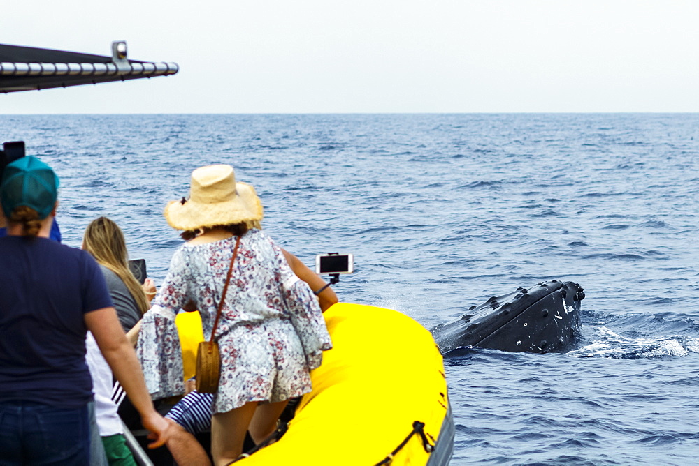 Tourists view Humpback whale (Megaptera novaeangliae) from whale watching boat, Lahaina, Maui, Hawaii, United States of America