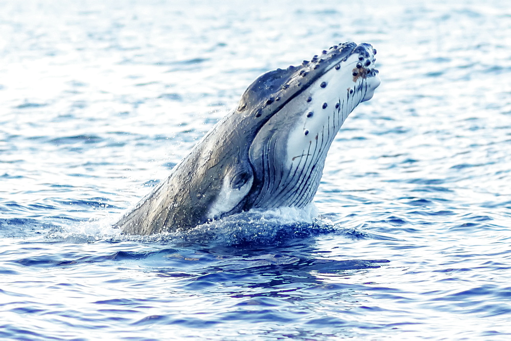 Humpback whale (Megaptera novaeangliae) breaching, Lahaina, Maui, Hawaii, United States of America