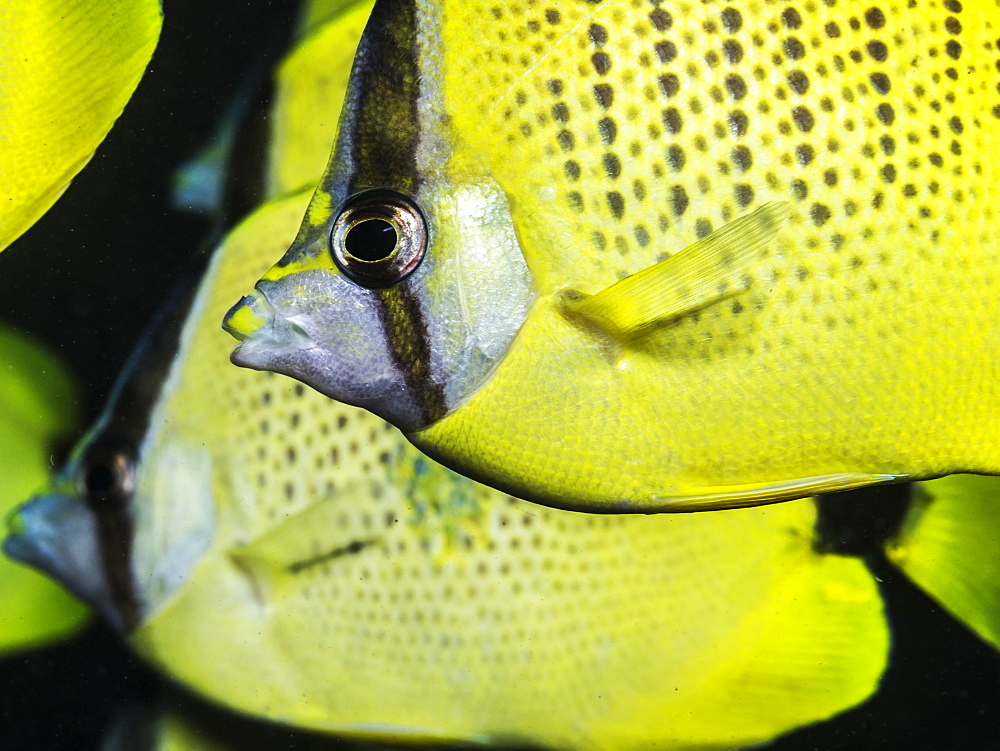 Milletseed Butterflyfish (Chaetodon citrinellus) in a tight school off Kauai, Hawaii, during the spring, Kauai, Hawaii, United States of America