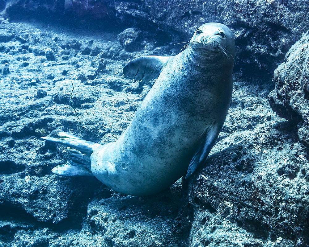 Endangered Hawaiian Monk Seal (Neomonachus schauinslandi) posing on the lava rock that is the submarine base of Pyramid Point of Lehua Rock located at the north end of Ni'ihau Island, Hawaii, USA during the spring, Hawaii, United States of America