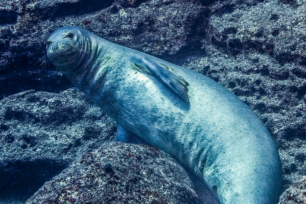 Endangered Hawaiian Monk Seal (Neomonachus schauinslandi) posing on the lava rock that is the submarine base of Pyramid Point of Lehua Rock located at the north end of Ni'ihau Island, Hawaii, USA during the spring, Hawaii, United States of America