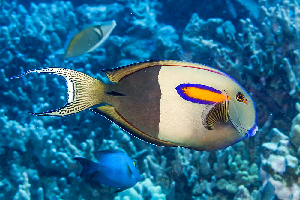 Orangeband Surgeonfish (Acanthurus olivaceus) that was photographed while diving the Kona Coast, Island of Hawaii, Hawaii, United States of America