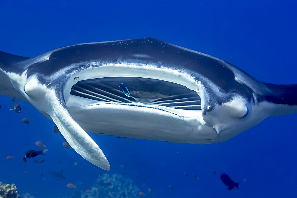 While a Hawaii Cleaner Wrasse (Labroides phthirophagus) searches for parasites in its mouth, a Reef Manta Ray (Mobula (formerly Manta) alfredi) hovers over a reef cleaning station off the Kona Coast, the Big Island, Hawaii, USA during the summer. This par