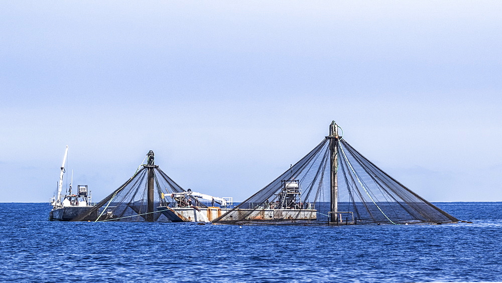 Harvesting fish from net pens belonging to Kampachi Farms offshore of Kona, the Big Island, Hawaii, during the summer, Island of Hawaii, Hawaii, United States of America