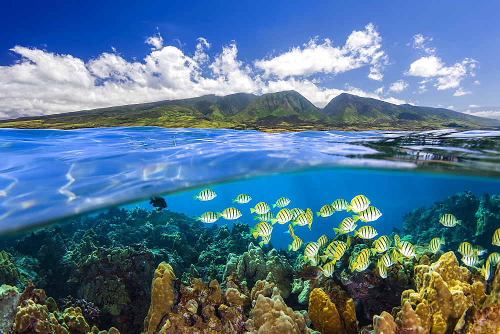 Split view of West Maui Mountains with reef fish, Maui, Hawaii, United States of America