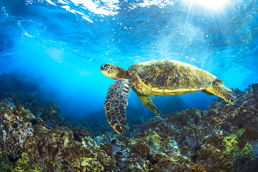 Hawaiian Green Sea Turtle (Chelonia mydas) named 'Honu', Makena, Maui, Hawaii, United States of America