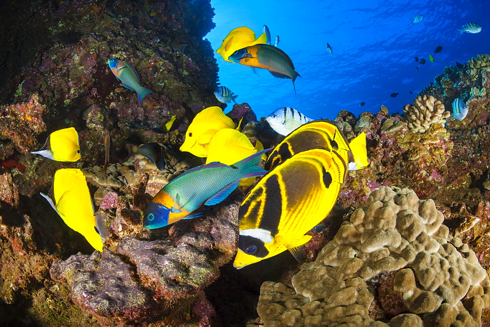 Close-up of reef fish, Lanai, Hawaii, United States of America