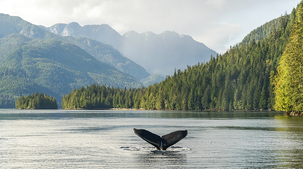 Humpback whale (Megaptera novaeangliae) fluke are seen while the whale is diving, Hartley Bay, British Columbia, Canada