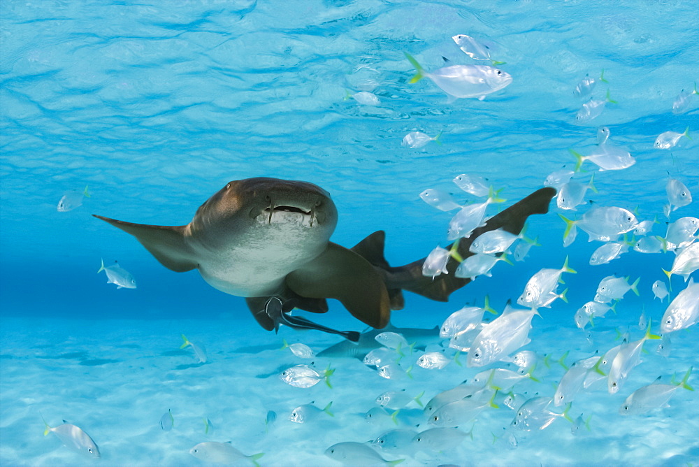 Nurse shark (Ginglymostoma cirratum) with a school of juvenile jacks, Bahamas