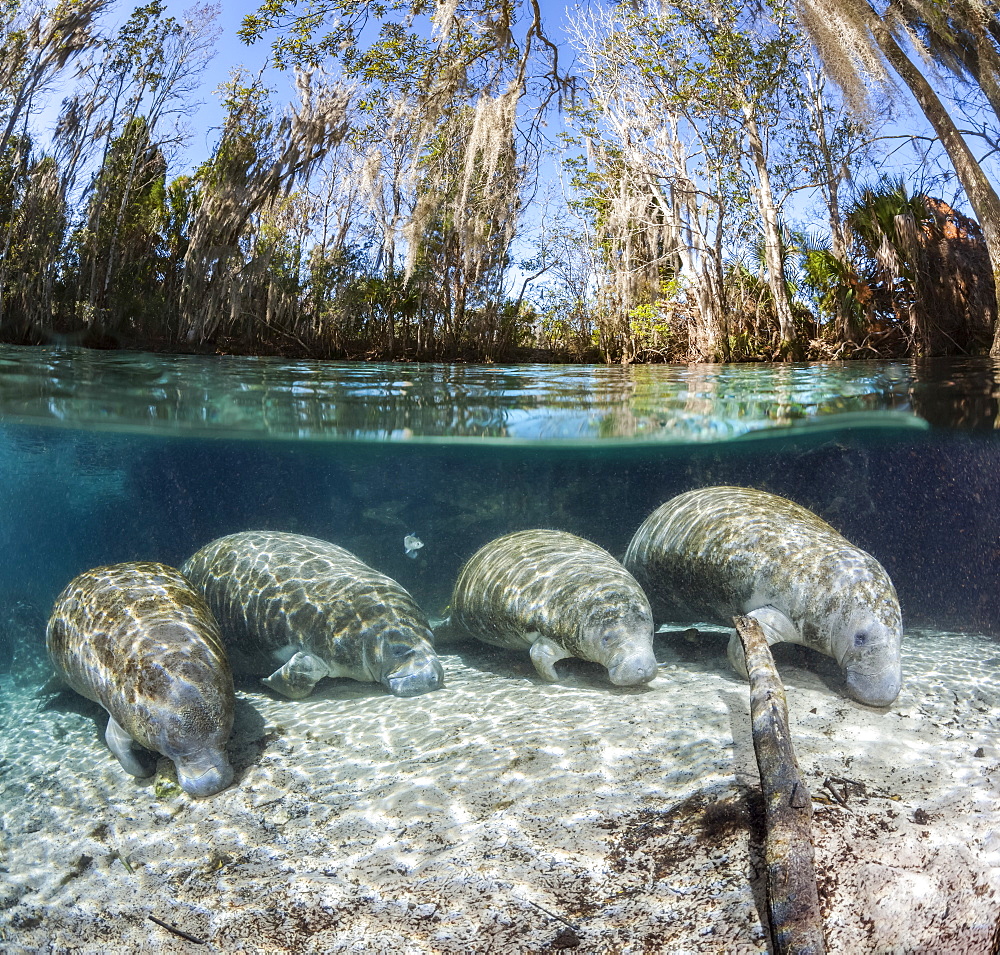 A split image of four endangered Florida Manatee (Trichechus manatus latirostris) resting on the sandy bottom at Three Sisters Spring. The Florida Manatee is a subspecies of the West Indian Manatee, Crystal River, Florida, United States of America