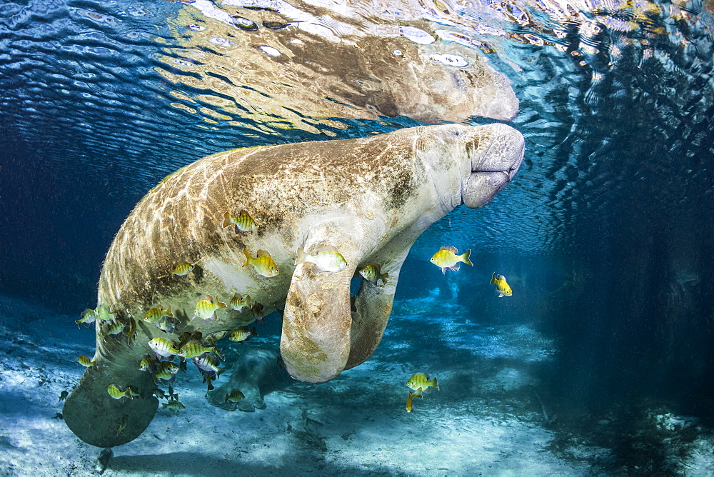 Cichlids school around an endangered Florida Manatee (Trichechus manatus latirostris) at Three Sisters Spring. The Florida Manatee is a subspecies of the West Indian Manatee, Crystal River, Florida, United States of America