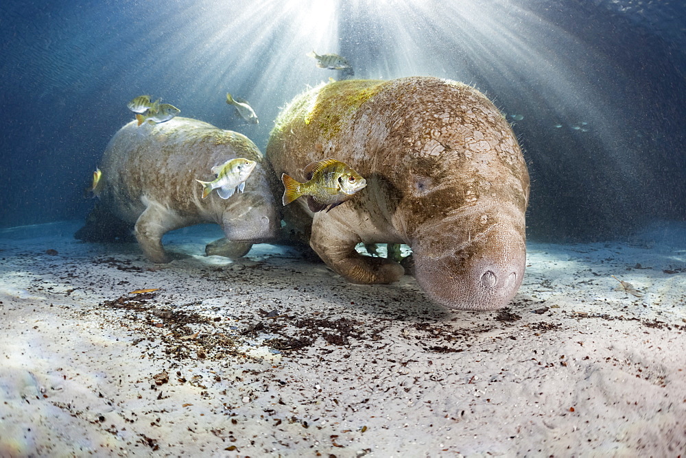 Endangered Florida Manatee mother and calf (Trichechus manatus latirostris) gather at Three Sisters Spring. The Florida Manatee is a subspecies of the West Indian Manatee, Crystal River, Florida, United States of America