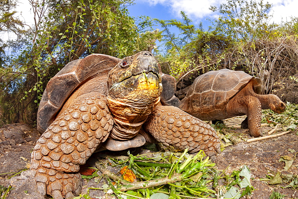 Giant tortoise (Chelonoidis nigra) are the largest living species of tortoise that can grow up to 880 pounds and reach more than 6 feet in length, Santa Cruz Island, Galapagos Islands, Ecuador