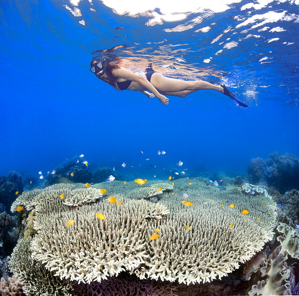 A girl snorkeling over table coral and reef fish off Apo Island, Philippines